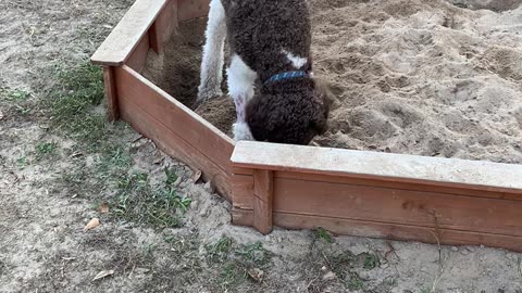 Cute Labradoodle