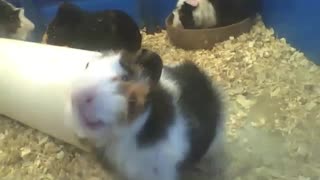 White, black and brown Peruvian guinea pig wants to be filmed [Nature & Animals]