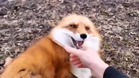 Have you ever seen a fox laughing? #Fox #laughing