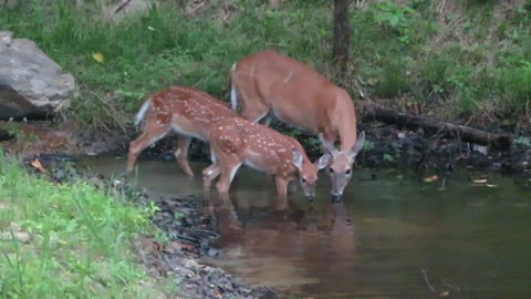 Mommy & twins