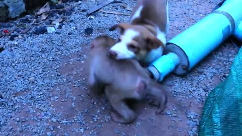 Amazing Dog !!! Dog Sweetpea Try To Help Cutie Monkey