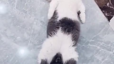 this cat loves relaxing so much