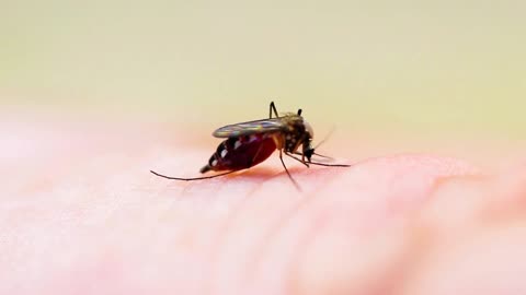 Closeup video of mosquito bite.