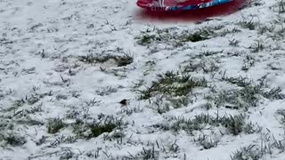 Sled loving Kitty