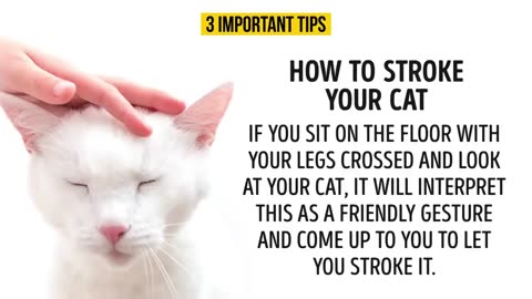 HOW TO UNDERSTAND YOUR CAT BETTER