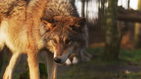 wolf animals Nature Wild