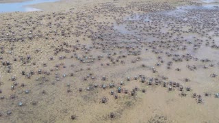 Thousands of Soldier Crabs
