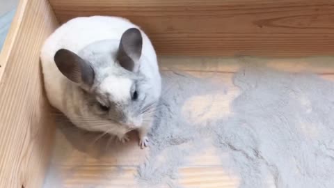 Chinchilla dust bath