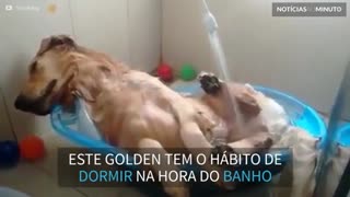 Cão tira soneca em banho relaxante