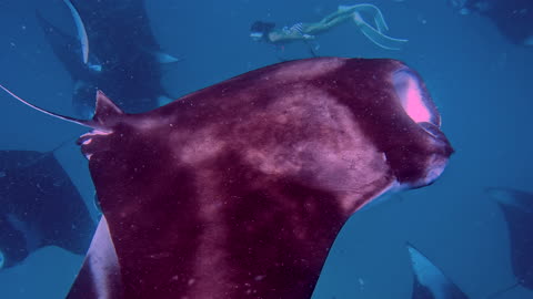Slender Bikini girl swims into a swath of giant manta rays