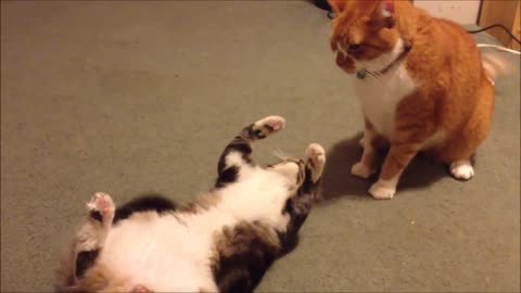 FAT CAT FAILS VINES