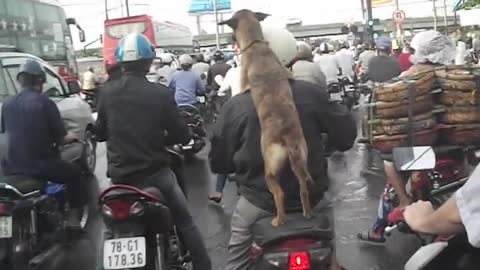 The Dog - Dog Riding on Motorcycles and Compilation.
