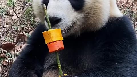 Cute giant pandas eating barbecue