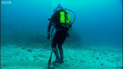 Diving with Silver-Tip Sharks | Dive to Shark Volcano | BBC Earth