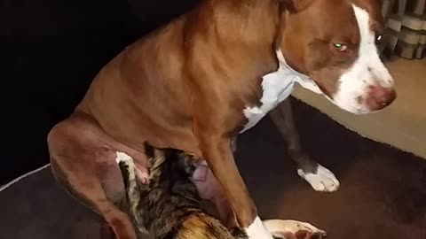 Pitbull nurses a nursing cat, lol.