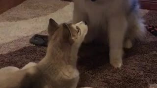 Malamute de Alaska y cachorro hablan entre sí