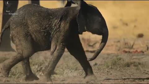 African elephant herd crossing a nile crocodile mine - Surviving Paradise- A Family Tale_Cut.mp4