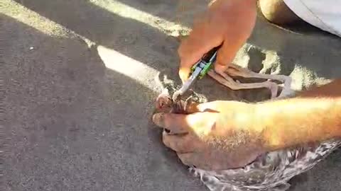 Helpless Bird Caught On Fish Bait Gets Saved By Heroic Bystander