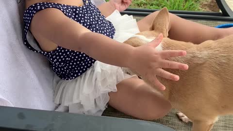 Chiquaqua puppy wants to eat babygirl cookies