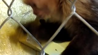 Capuchin monkey finds clever way to drink from bottle
