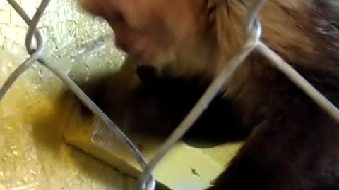 Capuchin monkey finds clever way to drink from bottle