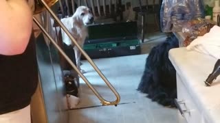 Dogs howling trombone