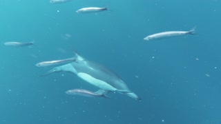 I love dolphins 🐬
