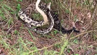 Canebrakes fighting - Not something you come across every day