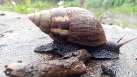Who runs faster than a snail?