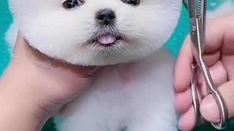 Cute funny dogs