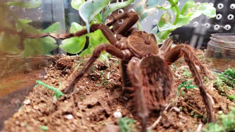 Tarantula Feeding, The Burgundy Goliath Birdeater, Theraphosa stirmi