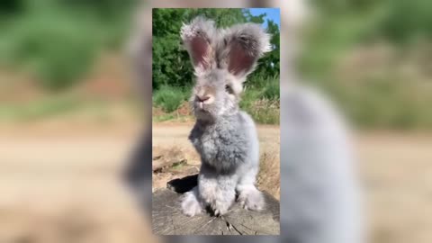 Cute fluffy bunny