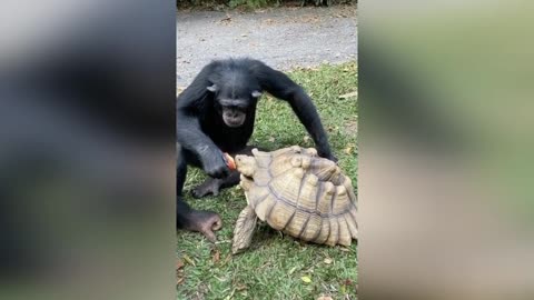 The monkey feeds his turtle friend