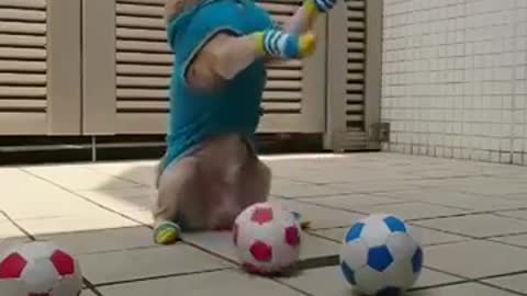 Doggo learning to be a goal keeper