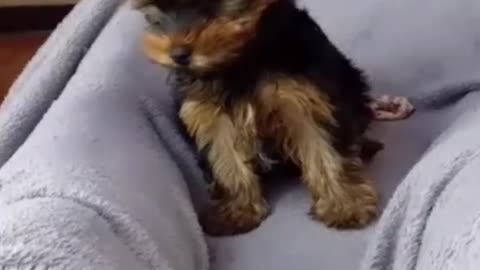 Owner's naughty video with cute puppy