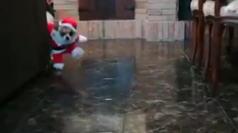 el perrito benito les dice feliz navidad