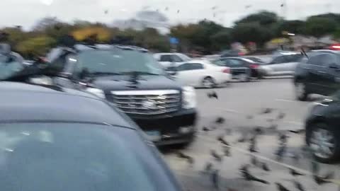 Carpark Crow Convention