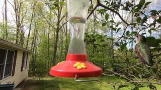 Territorial Hummingbirds