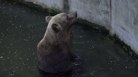 Bear in the water pond at the zoo-bear trying to climb the wall at zoo-bear's daily routine