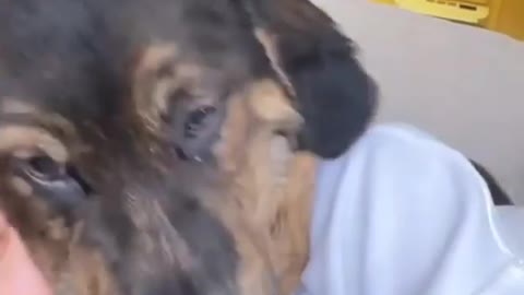 This dog doesn`t like anyone else in the Camera