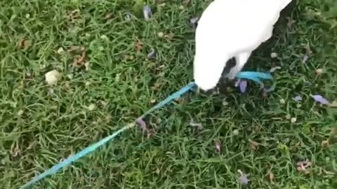 Cockatoo Takes Chihuahua for a Walk