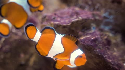 Nemo fish deep water