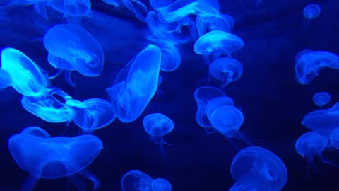 Beautiful Neon Blue JellyFish
