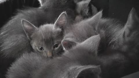 Kitten compilation
