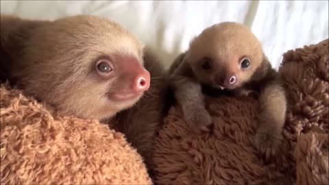 Baby Sloths Being Sloths - FUNNIEST Compilation