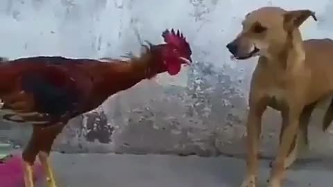 DOG VS COCK FIGHT