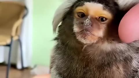 They found a little marmoset in distressed and saved it