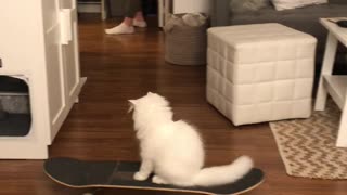 Yeti the Skateboarding Cat