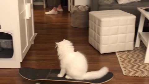 Yeti the Skateboarding Cat