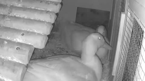 Duck lays egg during the night, hits another duck in the head